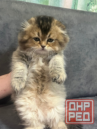 Шотландские котята Донецк - изображение 2