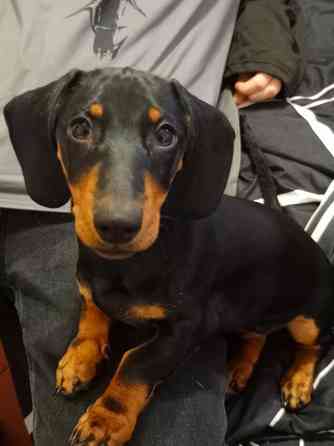 Продажа щенка таксы Донецк