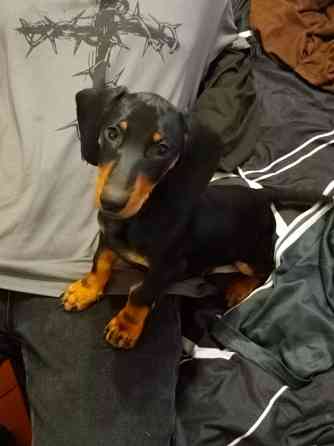 Продажа щенка таксы Донецк