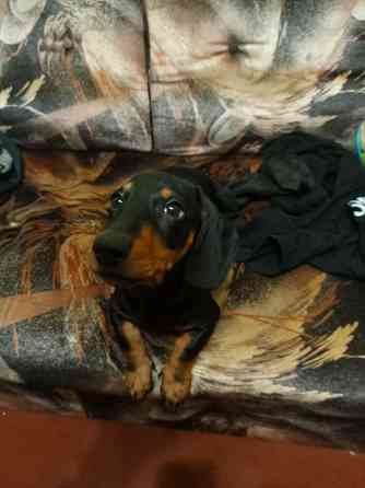 Продажа щенка таксы Донецк