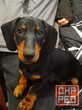 Продажа щенка таксы Донецк - изображение 1