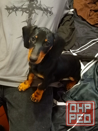 Продажа щенка таксы Донецк - изображение 2