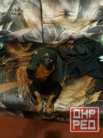 Продажа щенка таксы Донецк - изображение 3