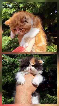 Мальчик перс Донецк