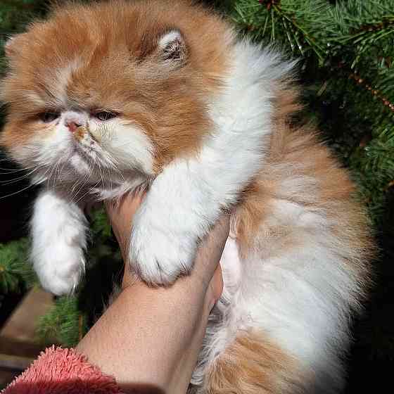 Мальчик перс Донецк