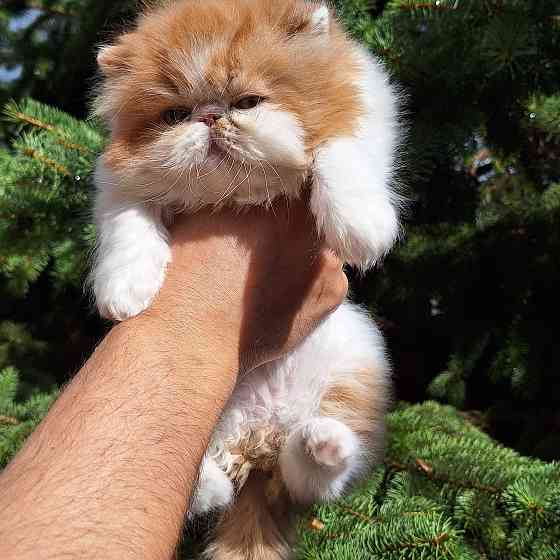 Мальчик перс Донецк