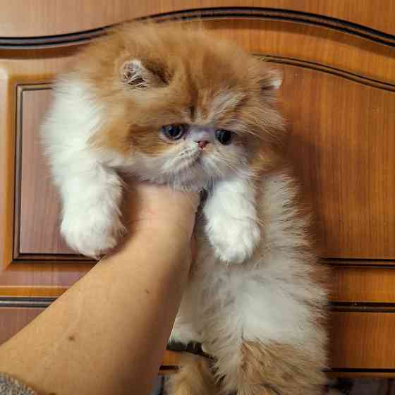 Мальчик перс Донецк