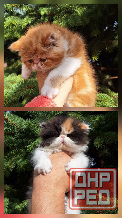 Мальчик перс Донецк - изображение 4