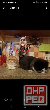 Мальчик перс Донецк - изображение 5