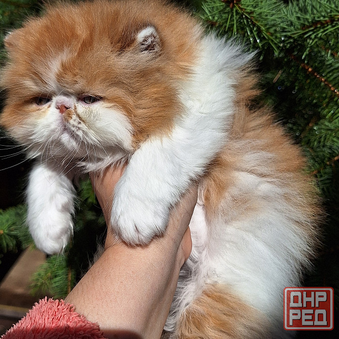 Мальчик перс Донецк - изображение 1