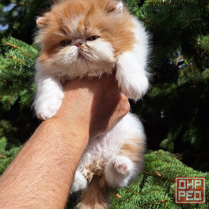 Мальчик перс Донецк - изображение 2