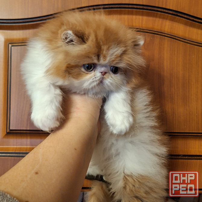 Мальчик перс Донецк - изображение 3