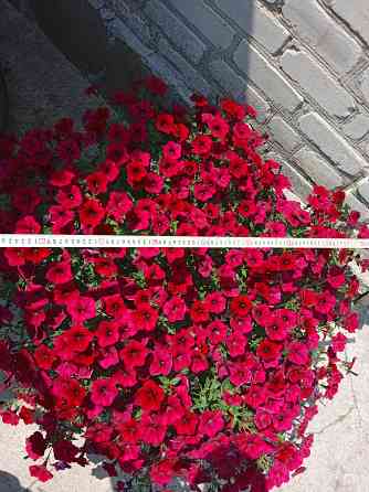 петуния Макеевка