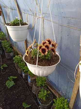 петуния Макеевка