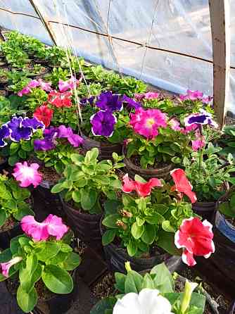 петуния Макеевка