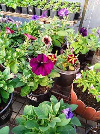 петуния Макеевка