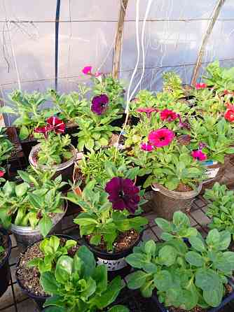 петуния Макеевка