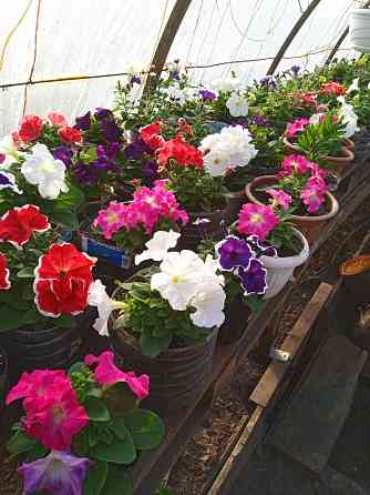 петуния Макеевка