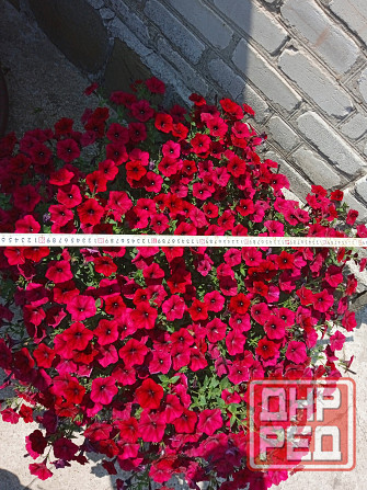 петуния Макеевка - изображение 6