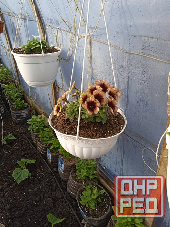 петуния Макеевка - изображение 4