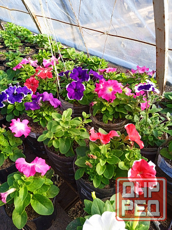 петуния Макеевка - изображение 1