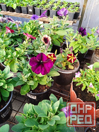 петуния Макеевка - изображение 3