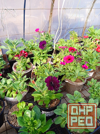 петуния Макеевка - изображение 5