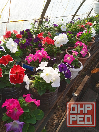 петуния Макеевка - изображение 2