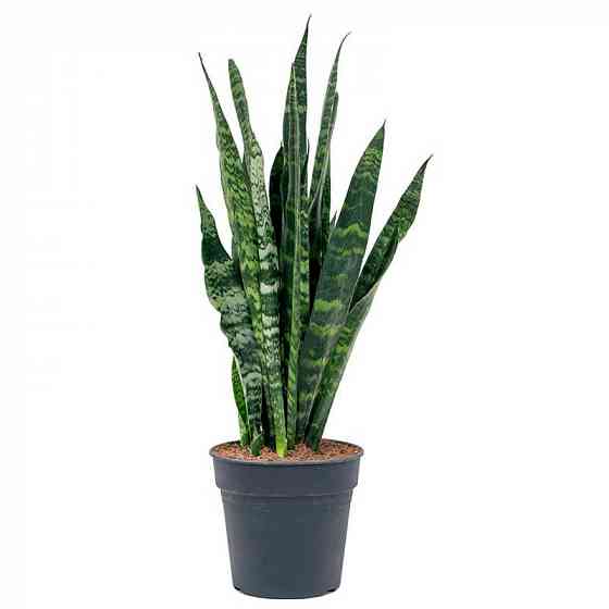 Сансенверия Зеланика, тёщин язык, щучий хвост Донецк