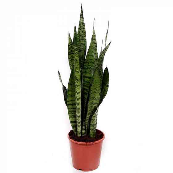 Сансенверия Зеланика, тёщин язык, щучий хвост Донецк