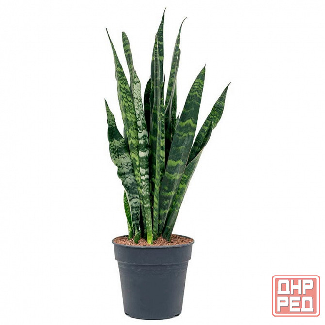 Сансенверия Зеланика, тёщин язык, щучий хвост Донецк - изображение 2