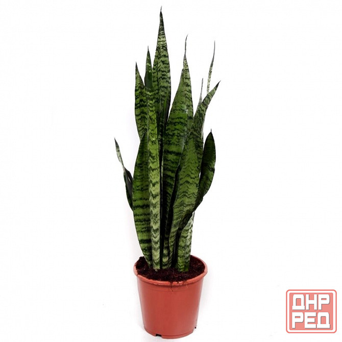 Сансенверия Зеланика, тёщин язык, щучий хвост Донецк - изображение 6