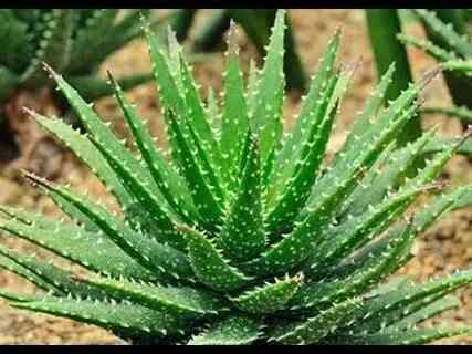 Алоэ вера Донецк