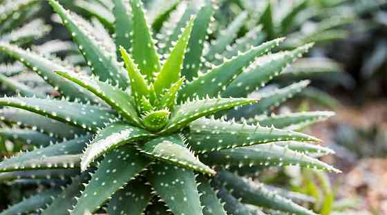 Алоэ вера Донецк