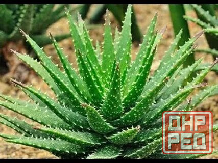 Алоэ вера Донецк - изображение 5