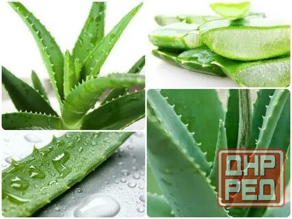 Алоэ вера Донецк - изображение 3