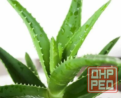Алоэ вера Донецк - изображение 1