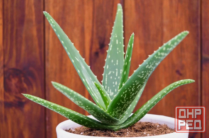 Алоэ вера Донецк - изображение 7