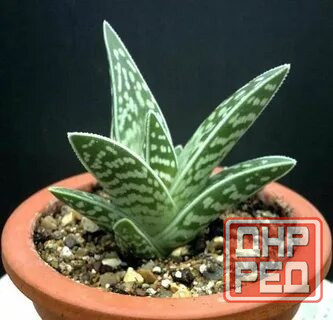 Алоэ вера Донецк - изображение 2