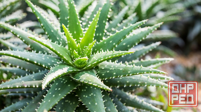 Алоэ вера Донецк - изображение 6