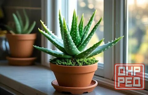 Алоэ вера Донецк - изображение 4