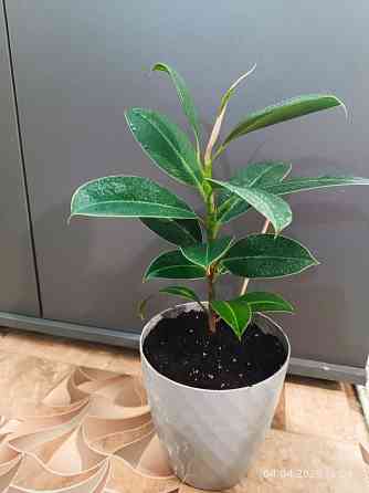 Фикус Каучуконосный Донецк