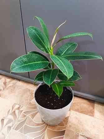 Фикус Каучуконосный Донецк