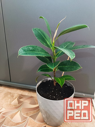 Фикус Каучуконосный Донецк - изображение 2