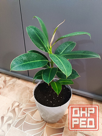 Фикус Каучуконосный Донецк - изображение 1