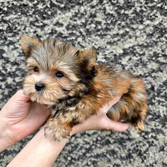 Цветной йорк Донецк