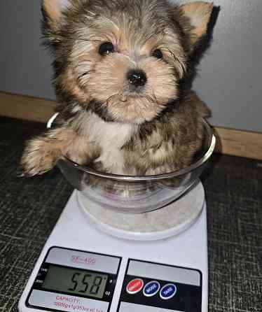 Цветной йорк Донецк