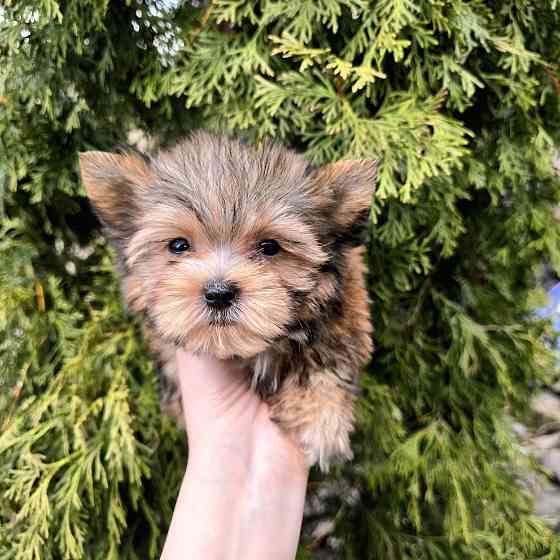 Цветной йорк Донецк