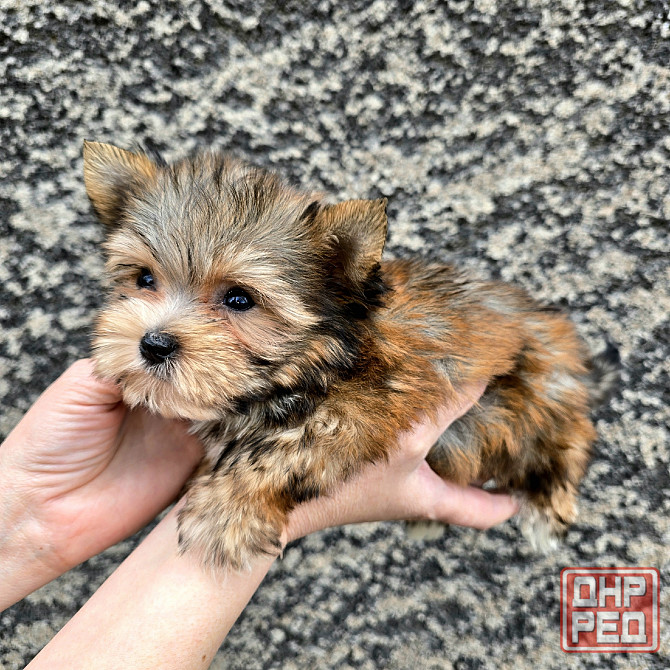 Цветной йорк Донецк - изображение 1