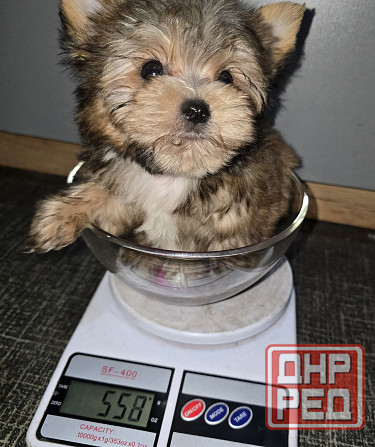 Цветной йорк Донецк - изображение 3